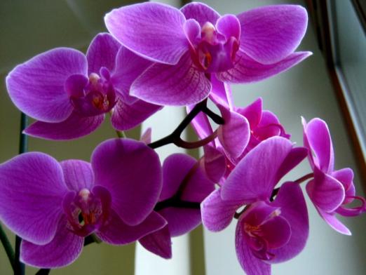 Orkide nasıl çiçek yapar?