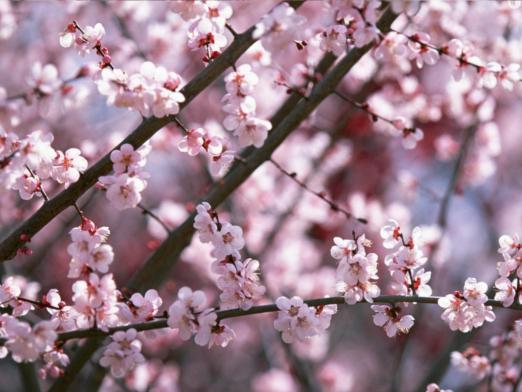 Sakura ne zaman çiçek açar?