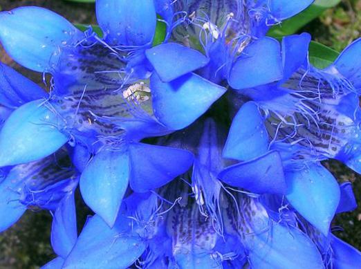 Neden mavi çiçekler hayal ediyorsun?