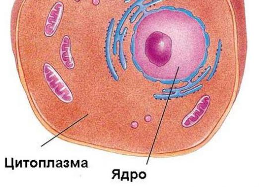 Sitoplazmanın durumu nedir?