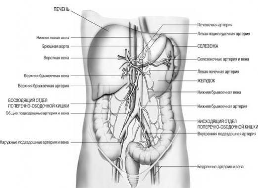 Karın boşluğu nedir?