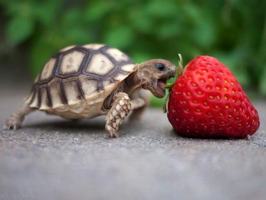 Kaplumbağalar ne yiyorlar?