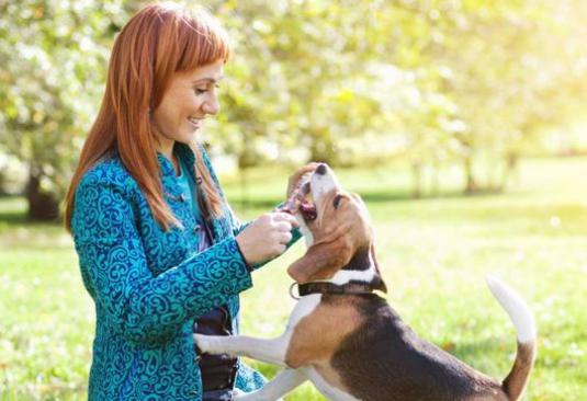 Köpekler neyi sever?