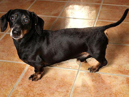 Dachshund'a nasıl bakılırsın?